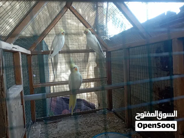 كوكتيل صفر للبيع تك