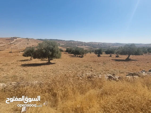 Farm Land for Sale in Mafraq Dahl