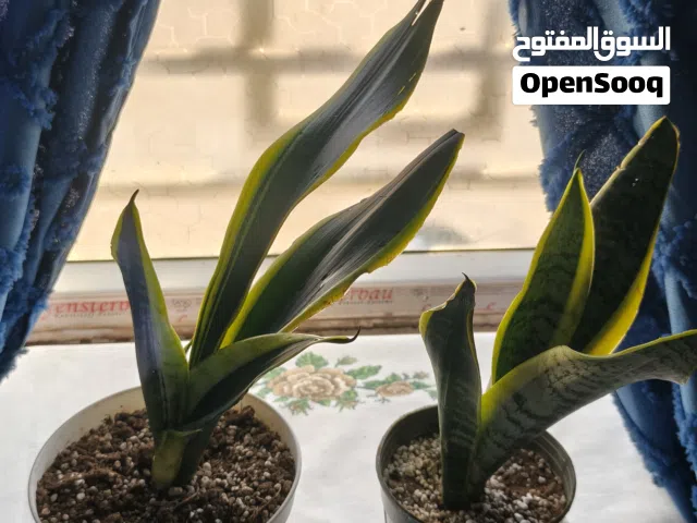 نبات جلد النمر سعر القعه 5 الأف فقط