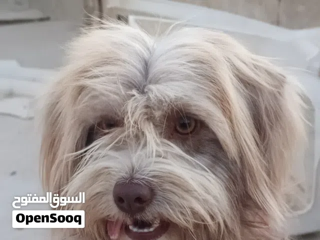 للبيع المستعجل