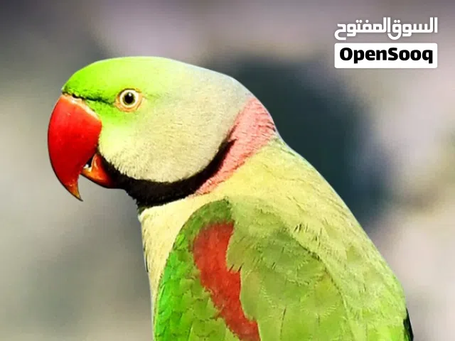 انتاج دره امريكي نيبالي