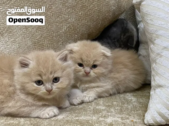 قطط سكوتش فولد العمر 55 يوم لعوبين ومتعودين على اللتر بوكس وحالتهم الصحيه ممتازه جدا جدا ال
