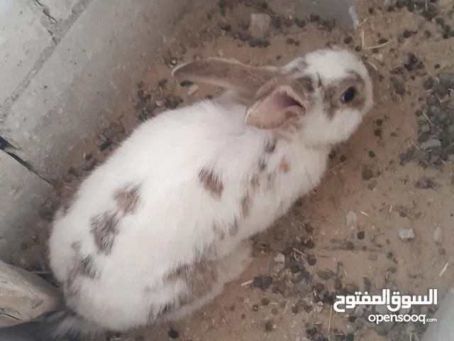 طقم ارانب كل طقم ثلاث اناثي وذكر/ارانب مهجنه بابيون على بلدي على فرنسي