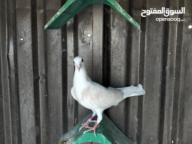 حمام زاجل اوروبيات مستوى عالي (طواير ) مخ نضيف