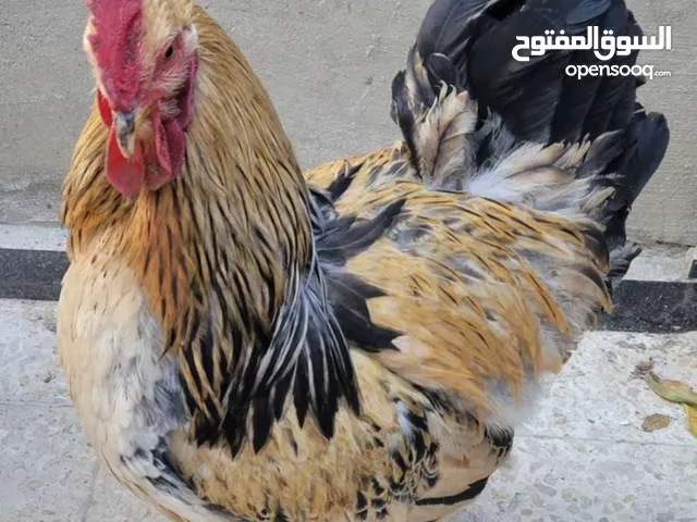 مطلوب جاج من عمر شهر ل شهرين