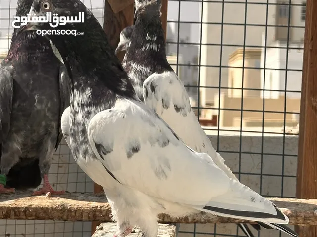 حمام باكستاني