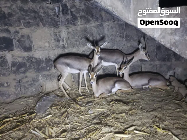 غزلان عربي ثلاث إناث حاملات زايد ذكر 7000 قابل للتفاوض