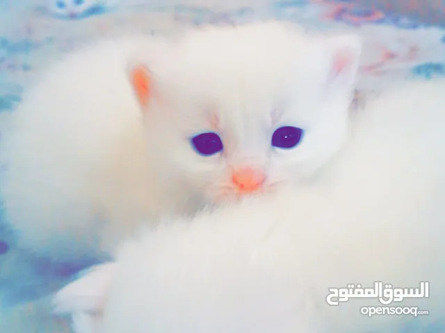 قطط شيرازي حديثين الولاده