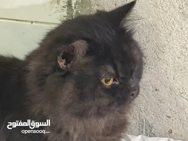 الجواز ضايع والأغراض مهفوفه