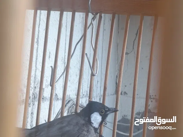 بالبل وحشي مال السنه طير نظيف كلش صوته حلو بلبل مال الكصبه