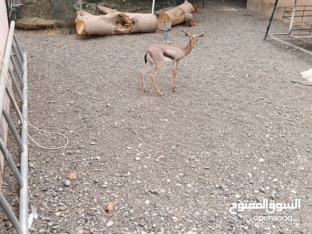 غزال الديماني عمره 3شهور شبه اليف يتروض حته يكون اليف وبه تصريح من البيه