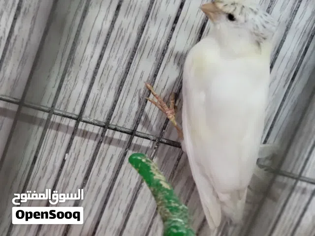 مجموعة طيور  و جوز كنار شغال مع بيضه