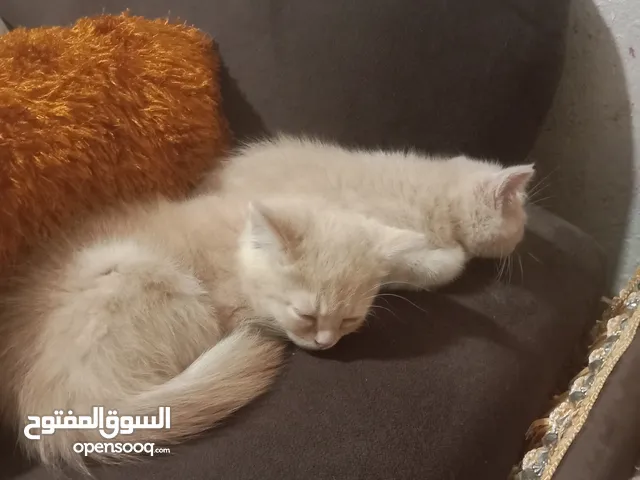 قطه هملايا عدد 2 للبيع
