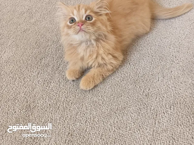 Beautiful Pure Persian Kittens
