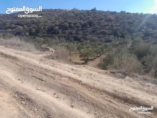 ارض مزروعة زيتون للبيع خلة ابو سليمان