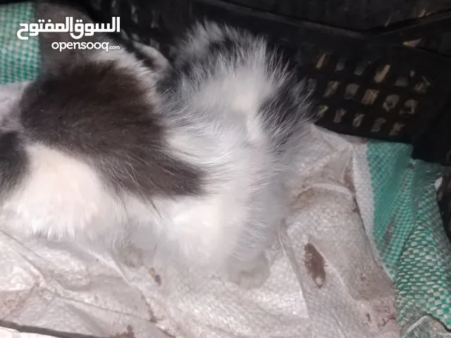 قطة مريظة بلدية للتبني قطة شواوع أليفه عندها ألتهاب بل عين