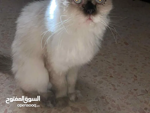 للتبني قطه بيتيه