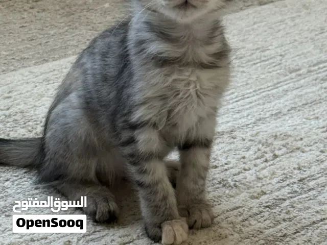 قطة للبيع مع اكلها