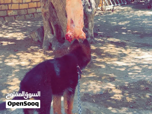 جرو لونق هير