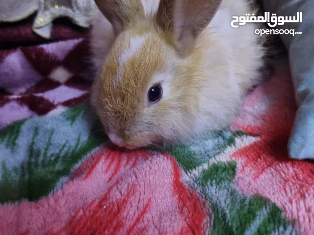 ارنب للبيع