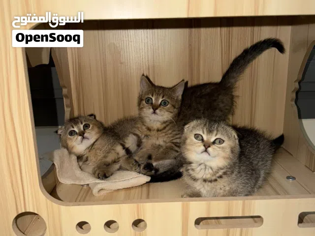 اسكوتيش فولد / scotch fauld