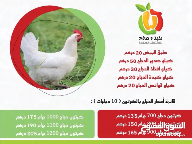 دجاج طازج وإنتاج يومي من مزارعنا في مدينة العين