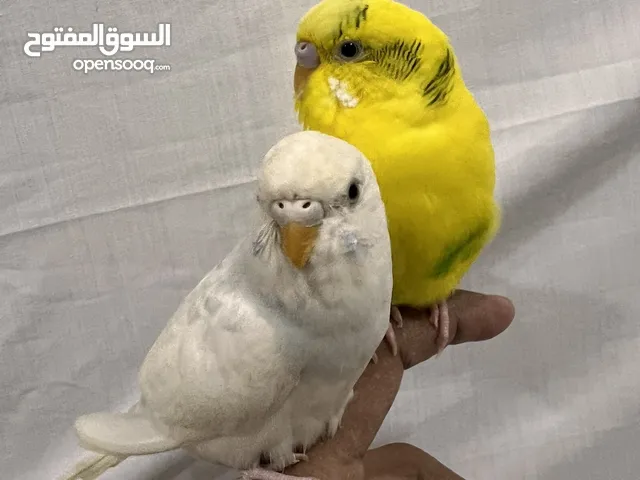 Pair parrots couple  زوج