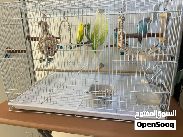 Parrots with Cage