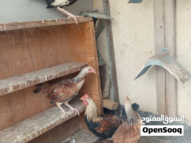 دجاج كويتي زوجين الدجاجات لون فري الديوجة دندراوي للبيع