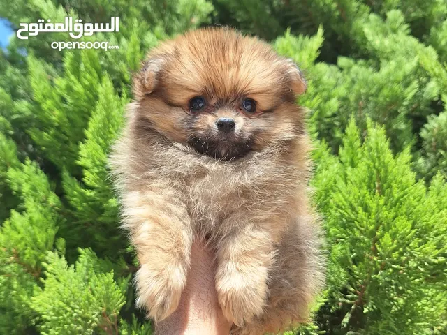 بومارينيان تيكب أصغر حجم مستوى عالي جدا pomeranian t_cup