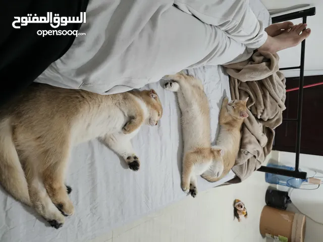 اسكوتش شورت و استريت