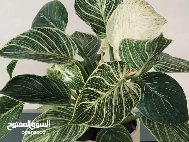 نباتات داخلية سهلة العناية - الاسعار تبدا من 5 دينار.  Indoor plants starts from 5 JOD.