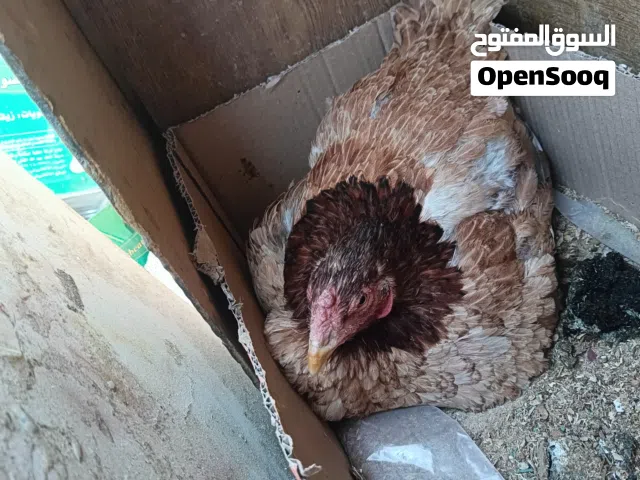 قرقة باكستاني