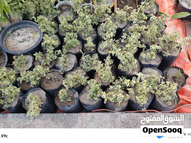 نباتات داخليه جميله.     فرصه جيده للمشاتل يتوفر الكثير من الاشجال       الحساب متخصص في الاشجار