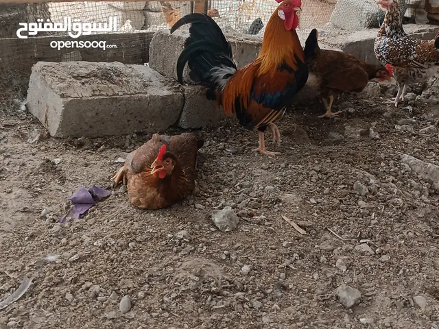 محصار المدينة للدجاج لكويتي
