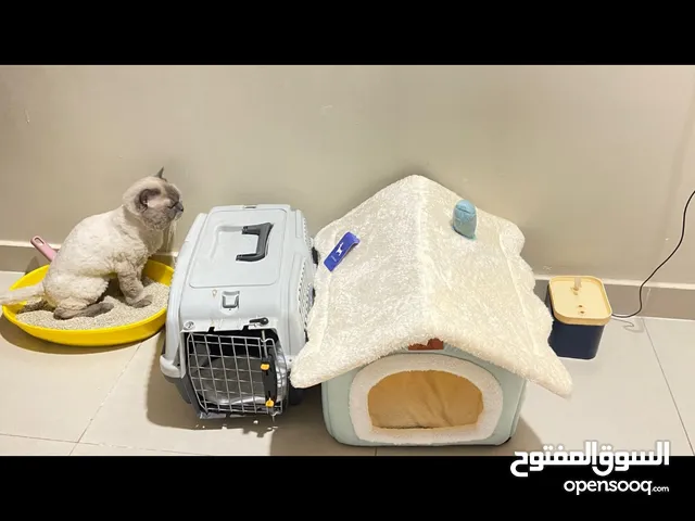 قط للبيع بجميع ملحقاته وعنده مواعيد مستشفى مدفوعه بل الكامل