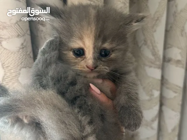 قطط للتبني بأسعار رمزيه