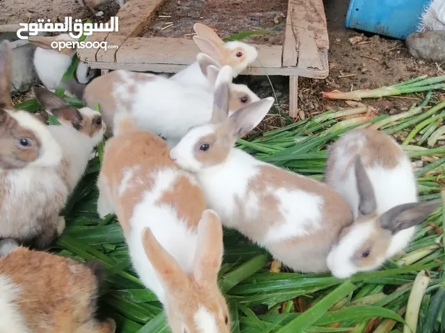 ارانب عمانية للبيع