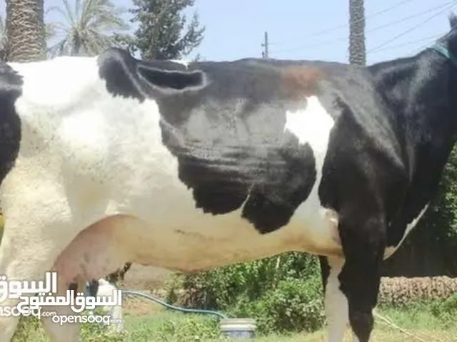 احجز ذبيحتك قراء الوصف تحت