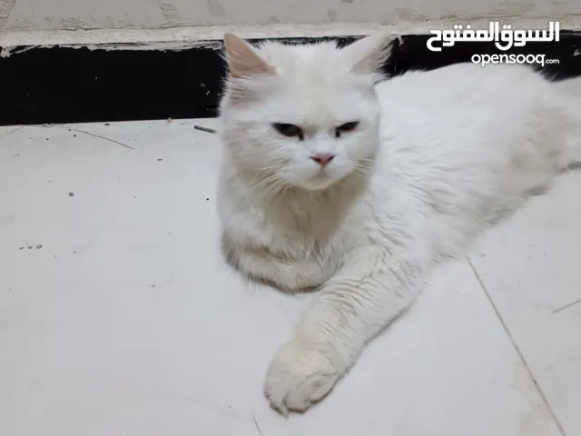 قطه أنثى عمر 8 أشهر اليفه