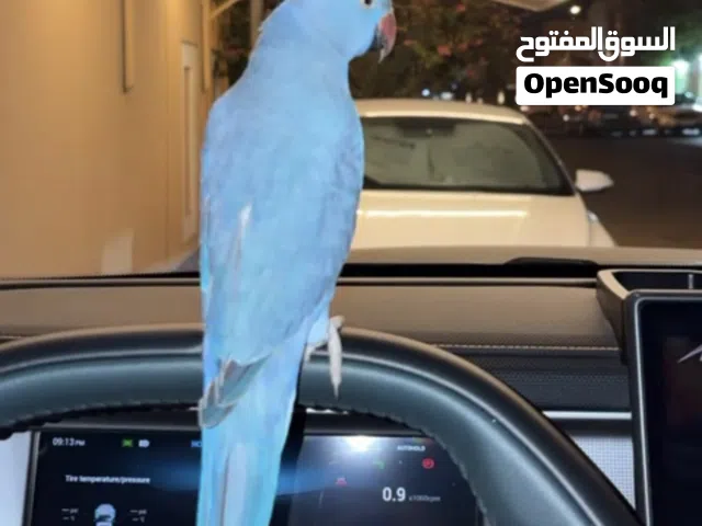 متوه زرقه اليفه وصحه كامله