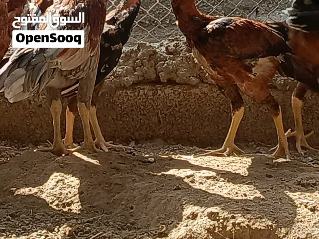 دجاج باكستاني اصل بنجابي