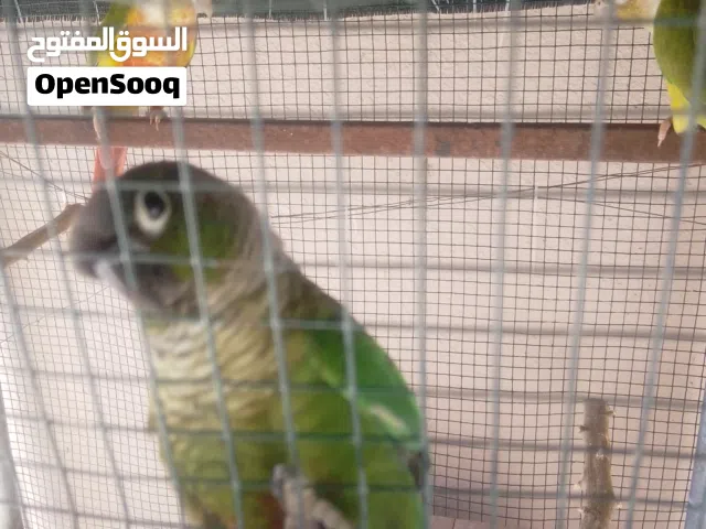 طيور الكنيور