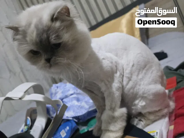 قطه للبيع معقمه و مع مطعيم