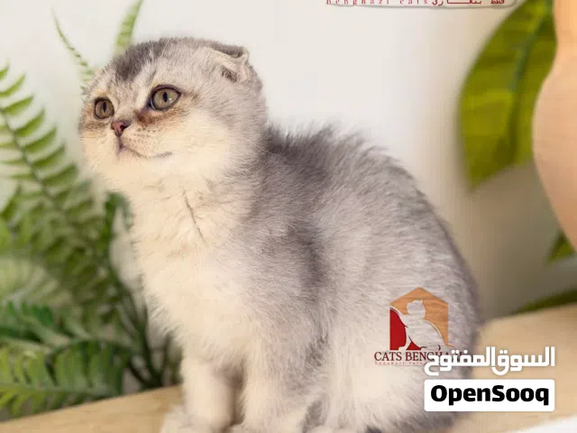 قط سكوتش فولد تربل