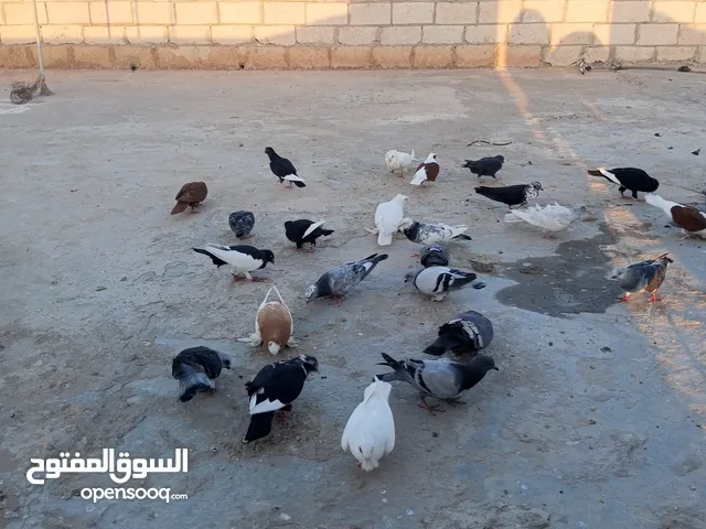 حمام كوم للبيع