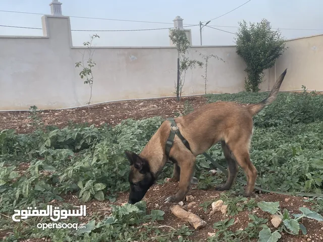 بلجم مالينو سعر مغري*ذكر*4*.... اقرا الوصف