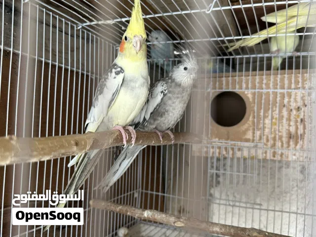 كوكتيل طائر الكروان