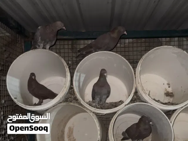 حمام رواعب