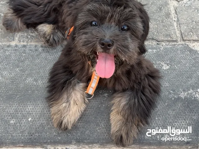 كلبة أنثى العمر صغيرة لعوبة جدا مع الأطفال